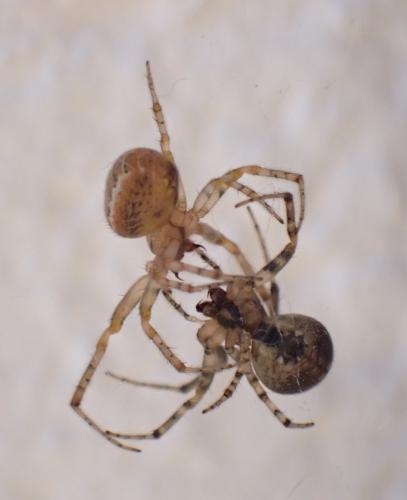 Zygiella x-notata